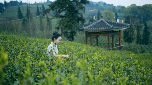 4K实拍唯美茶园采茶女的采茶视频素材[茶工]视频