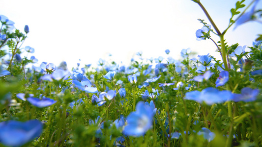 蓝色喜林花花田[张洪]视频