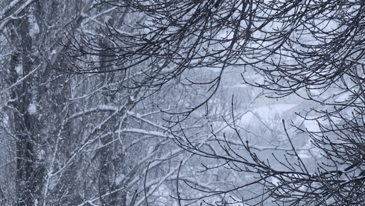 树木和雪覆盖的屋顶背景下降雪视频