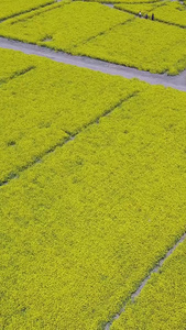 航拍油菜花海视频