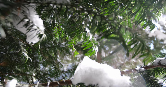 雪渐渐融化视频