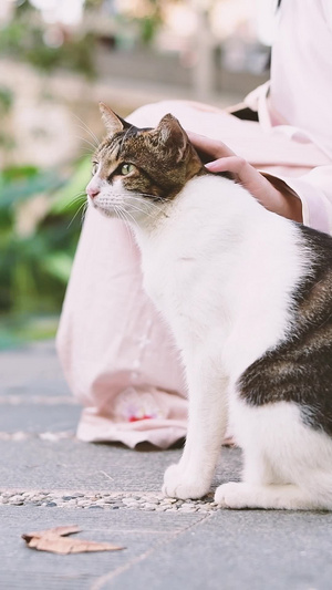 汉服少女手抚猫咪国际猫咪日10秒视频