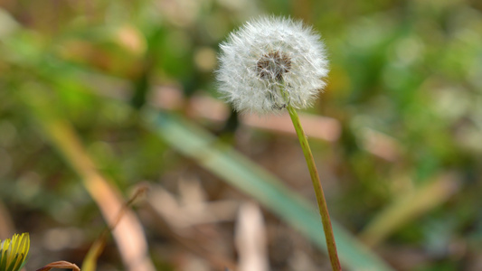 4k森林草地里的蒲公英视频