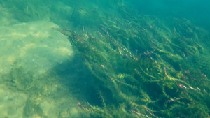 实拍深海水底海草12秒视频