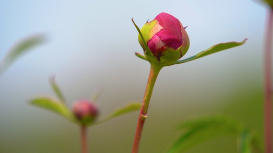 玫瑰花苞月季花苞特写视频