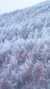 航拍唯美雪景松树白雪弥漫银装素裹雪山森林惟余莽莽视频