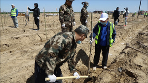 子弟兵种树造林【该视频无肖像权，请勿商用】32秒视频