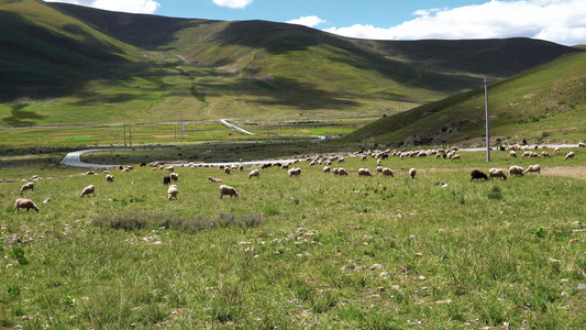 藏区农场放牧羊群视频