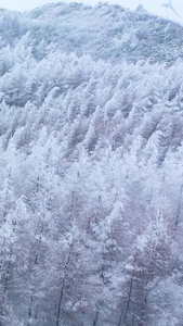 航拍唯美雪景松树白雪弥漫银装素裹雪山森林惟余莽莽视频