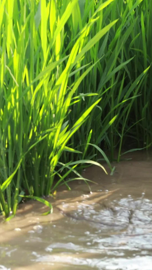 实拍种水稻插秧苗农业产品52秒视频