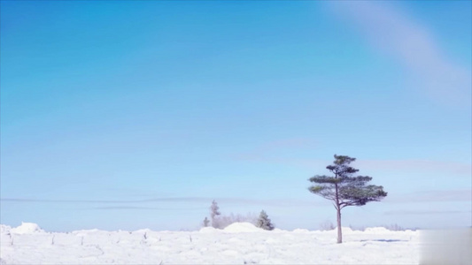 【合集】冬天雪地大雪松树背景视频视频