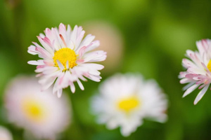 【合集】唯美粉色雏菊空镜9秒视频