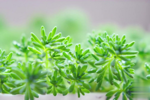 【合集】春天绿色植物露珠背景视频9秒视频