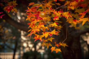 【合集】深秋落叶枫叶背景视频9秒视频
