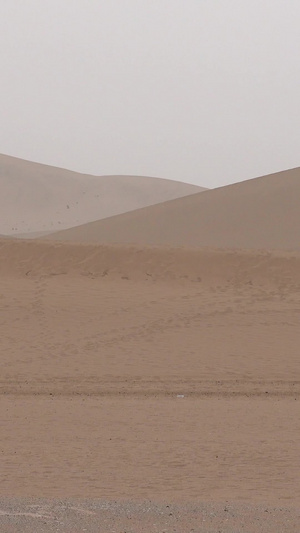 甘肃敦煌沙漠中的骆驼5A景点57秒视频
