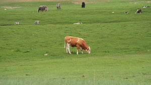 新疆5A级景区巴音布鲁克草原上放牧的牛羊吃草4k素材52秒视频