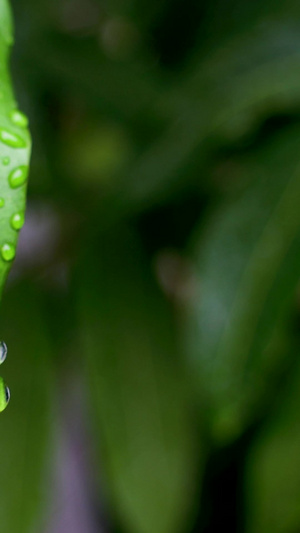 秋天雨水寒露树叶上的水滴水龙头24秒视频