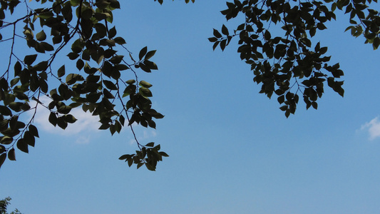 夏日蓝天风吹树枝树叶夏日风景实拍视频