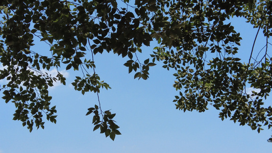 夏日蓝天风吹树枝树叶夏日风景实拍视频