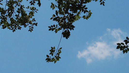 夏日蓝天风吹树枝树叶夏日风景实拍视频