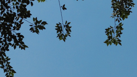 夏日蓝天风吹树枝树叶夏日风景实拍视频