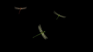 三维蜻蜓动画8秒视频
