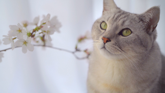 合集室内的猫咪和樱花视频