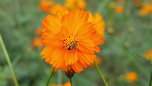 格桑花蜜蜂采蜜视频