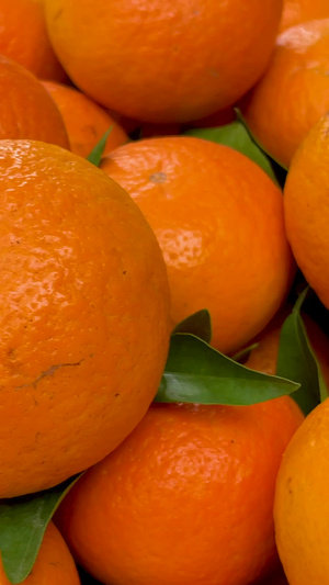 果园中刚收获的有机绿色橘子沃柑采摘的水果22秒视频