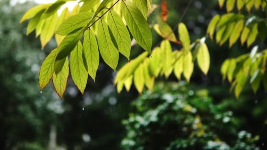 下雨天雨水打在叶子细节特写视频