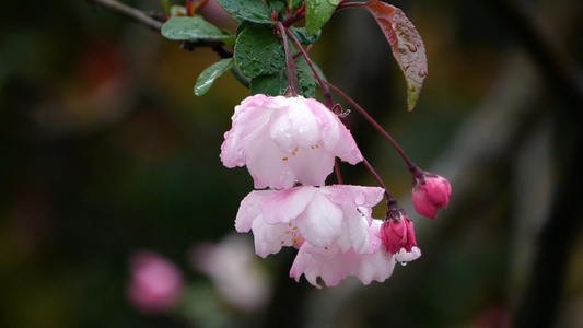 升格春雨雨中花朵粉色花朵海棠花视频