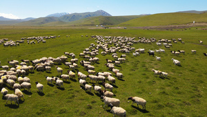 航拍新疆蓝天白云大草原上畜牧业放羊羊群奔跑4k素材62秒视频