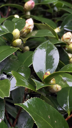 实拍雨后茶花花蕾百花盛开13秒视频