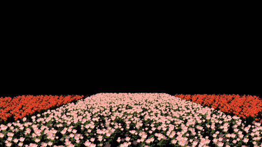 透明通道花卉花丛素材视频