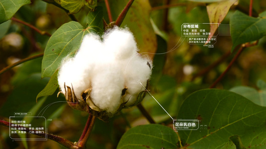 农作物棉花互联网种植视频