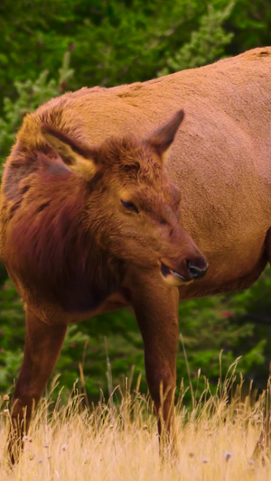 野生动物麋鹿驯鹿鹿生物多样性69秒视频