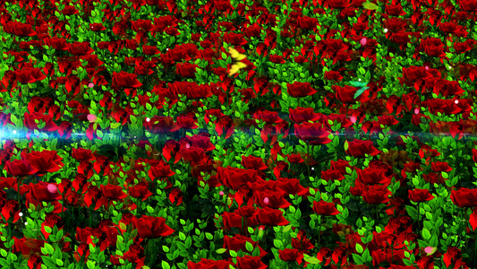 4K唯美的玫瑰花背景视频素材视频