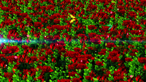 4K唯美的玫瑰花背景视频素材30秒视频