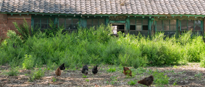鸡吃食溜达鸡破旧农舍视频