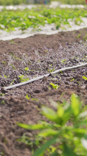 科学种植自动化灌溉农作物6秒视频