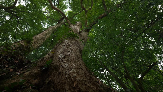 千年古树树木桢楠树王视频