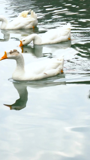 湖泊中的家禽大白鹅合集55秒视频