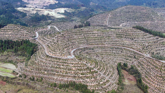 4K航拍水果种植基地视频