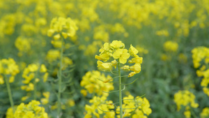 4K春意盎然油菜花盛开地面视频特写131秒视频