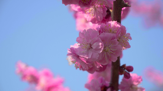 4k春天的樱花视频