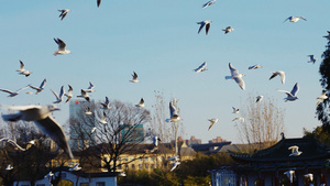 4k天空飞翔的大量海鸥鸟群实拍17秒视频