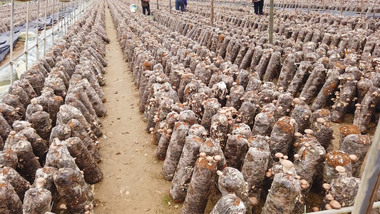 香菇种植基地[种殖]视频