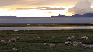 夕阳下养殖绿地上放牧羊32秒视频