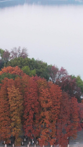 航拍城市秋天季节自然风光公园绿道湖景素材季节素材视频