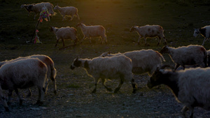 夕阳在牧羊农场的绿地上放牧草36秒视频